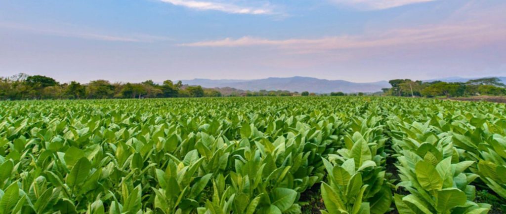 A field of tobacco plants in Nicaragua, with the sun setting in the background.